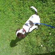 Field Trial spaniel Zenta