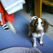 Field Trial spaniel Zenta