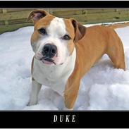 Amerikansk staffordshire terrier Duke 