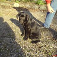 Labrador retriever maja