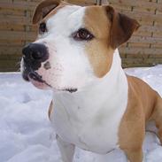 Amerikansk staffordshire terrier Duke 