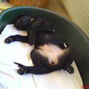 Labrador retriever maja