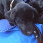 Labrador retriever maja