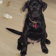 Labrador retriever maja
