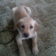 Labrador retriever Simba