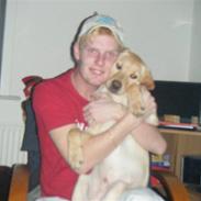 Labrador retriever Simba