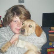 Labrador retriever Simba