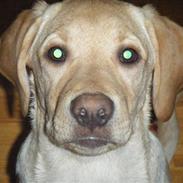 Labrador retriever Simba