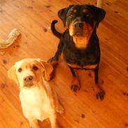 Labrador retriever Simba