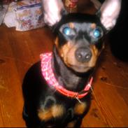Dvaergpinscher frygtløs *solgt*