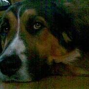 Blanding af racer Bailey