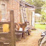 Blanding af racer Bailey