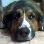 Blanding af racer Bailey