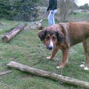 Blanding af racer Bailey