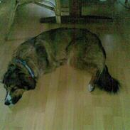 Blanding af racer Bailey