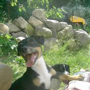 Jack russell terrier lotte