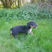Jack russell terrier lotte