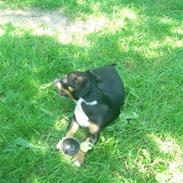 Jack russell terrier lotte