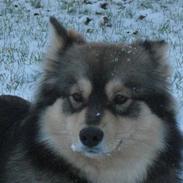 Finsk lapphund Chili