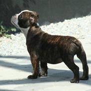 Olde english bulldogge *OSCAR*