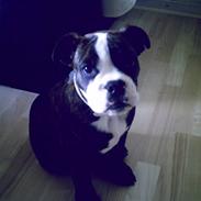 Olde english bulldogge *OSCAR*