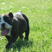 Olde english bulldogge *OSCAR*