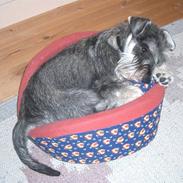 Dvaergschnauzer Cosinus