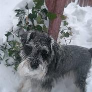 Dvaergschnauzer Cosinus