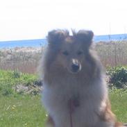 Shetland sheepdog Mandy