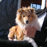 Shetland sheepdog Mandy