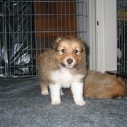 Shetland sheepdog Mandy