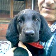 Flat coated retriever Freja