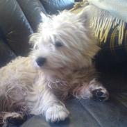 West highland white terrier Pjevs
