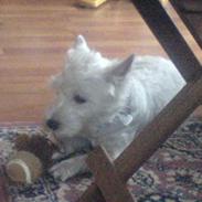 West highland white terrier Pjevs