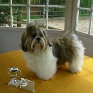 Shih tzu lo fang