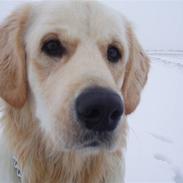 Golden retriever Meko