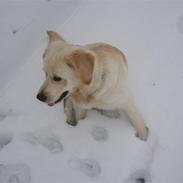 Golden retriever Meko