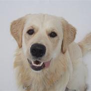 Golden retriever Meko