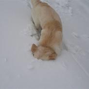 Golden retriever Meko