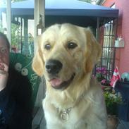 Golden retriever Meko