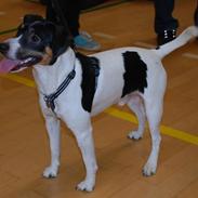 Dansk svensk gaardhund Corvette-Big-Mag