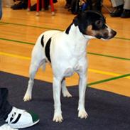 Dansk svensk gaardhund Corvette-Big-Mag