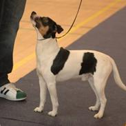 Dansk svensk gaardhund Corvette-Big-Mag