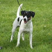 Dansk svensk gaardhund Corvette-Big-Mag