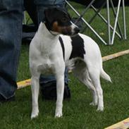 Dansk svensk gaardhund Corvette-Big-Mag