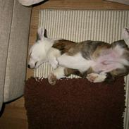 Welsh corgi cardigan Hanibal