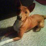 Basenji Mowgli (kallenavn: Riki)