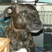 Amerikansk staffordshire terrier nicko