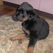 Rottweiler kenzo