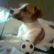 Blanding af racer Pumba